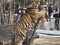 -横道河子东北虎林园