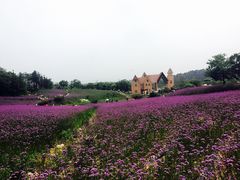 -大塘金香草谷