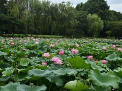 -范蠡湖公园