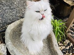 -喵屿·大理花园猫咖