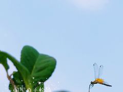 -西北湖绿化广场