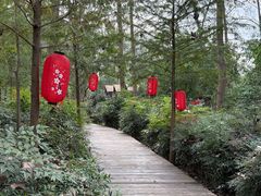 -合肥滨湖国家森林公园