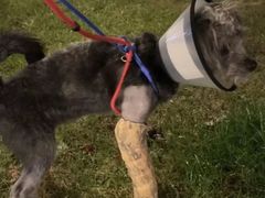 -爱妮康宠物医院·干细胞免疫细胞·肿瘤·心脏(张江店)