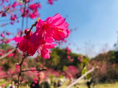 -中国科学院华南植物园