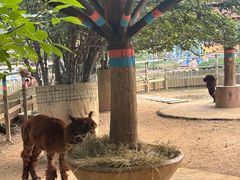 -石家庄市动物园