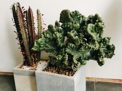 -JANS意式简餐厅·惠灵顿牛排