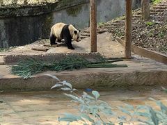 -中国大熊猫保护研究中心雅安碧峰峡基地