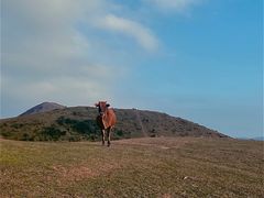 -大姆山草场