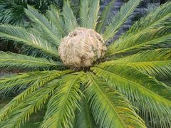 -深圳仙湖植物园