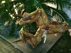 -型男美蛙烤牛蛙(南长街店)