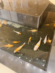 -荟华楼金店(中街店)