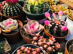 -双季花艺园艺市场(浦东店)