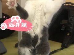 -滚猫咖啡·猫咖·猫友好撸猫(未来城店)