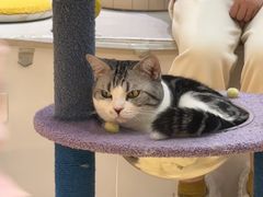 -COLOR PETS 撸猫馆·购猫·猫咖(长风大悦城店)