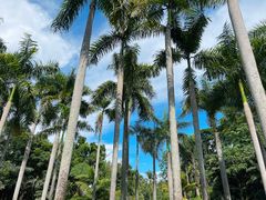 -中国科学院西双版纳热带植物园