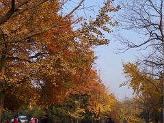 upload_pic-八大关景区