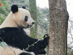 -中国大熊猫保护研究中心雅安碧峰峡基地