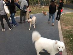 -景田北六街公园宠物主题园