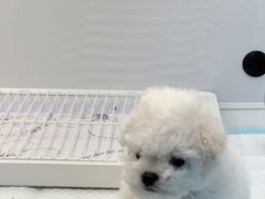 -翊宠yipet猫狗购宠庄园