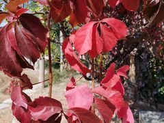 -永定河休闲森林公园