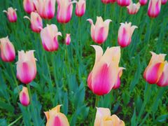 -长春公园(普阳街道)