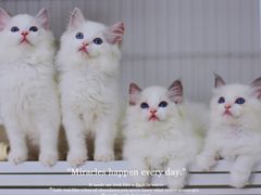 -Bastet sally猫舍购宠(静安店)