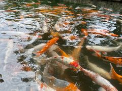 -绿城千岛湖喜来登度假酒店
