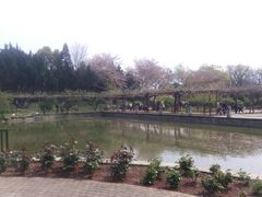 -嘉定紫藤园