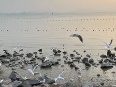 -深圳湾公园(南山区)