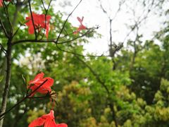 -上海佘山国家森林公园天马山园