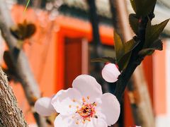 -北京艺术博物馆(万寿寺)