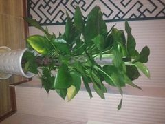 北纬37°spa美容养生会所-北纬37°SPA养身会馆(湖西店)