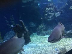 -暹罗海洋世界