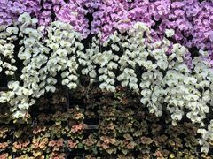 -石家庄市植物园