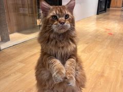 -藏猫猫咖啡主题馆(中央大道店)