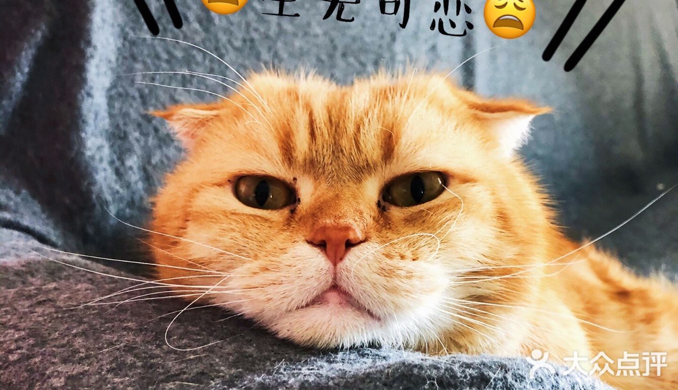 4年前家人在宠物店看到它，说是原来的家庭不能再养猫