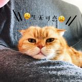 4年前家人在宠物店看到它，说是原来的家庭不能再养猫