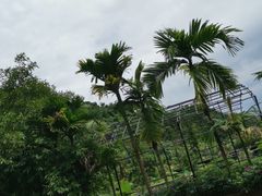 -海南槟榔谷黎苗文化旅游区