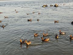-深圳湾公园(南山区)