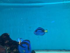 -青石桥花鸟鱼虫市场(叠翠城店)