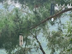 -广州市流溪河国家森林公园