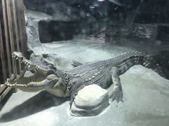 -上海大自然野生昆虫馆(东方明珠·爬宠昆虫探索中心)