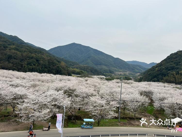 张村樱花谷花期图片