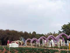 -松山湖梦幻百花洲