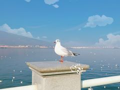 -海埂大坝