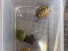 -灵龟之家百象馆(百象馆联合旗舰店)
