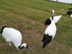 -盐城丹顶鹤湿地生态旅游区