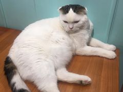 -猫小院猫主题餐厅(三里屯店)