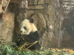 -成都动物园