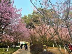-南山植物园